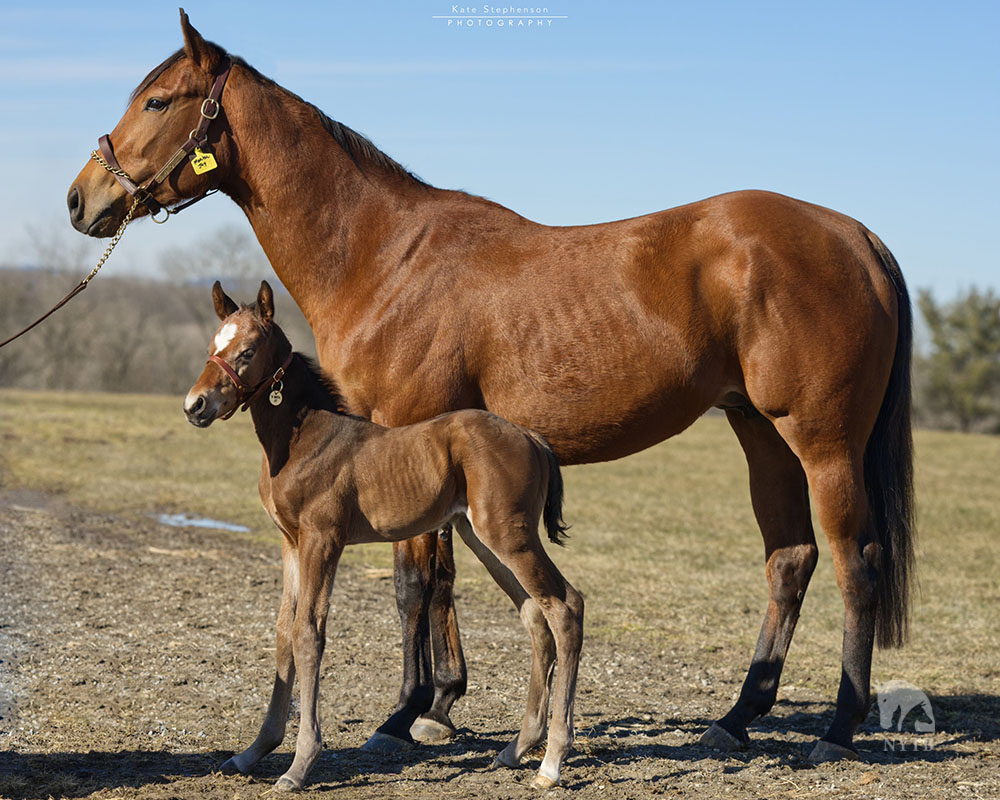 nytbreeders's tweet photo. The first foal by #NYsire and @BreedersCup winner Fire At Will, a @sequelnewyork resident, has arrived! @hhrtbs bred the #NYbred colt out of Marital Joy; he was foaled at @FTCBreds. Full details on this happy #foalFriday: https://t.co/mtCZIlXYuI https://t.co/tV5mh2SIkY