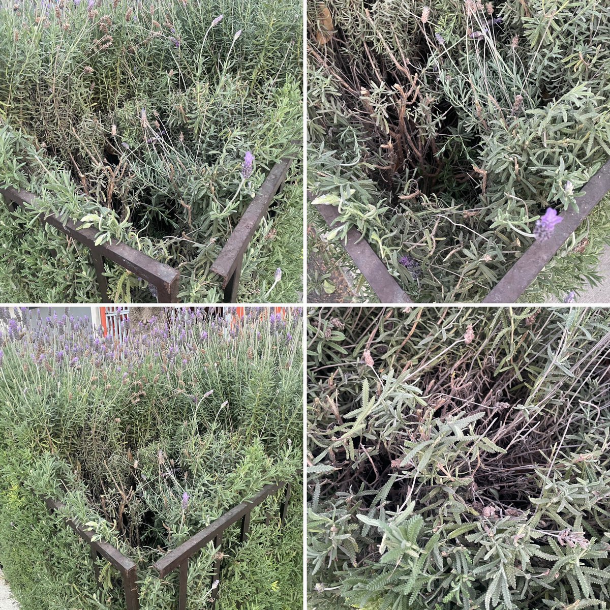 Hoy en la madrugada, personal de la <a href="/Alcaldia_Coy/">Alcaldía de Coyoacán</a> vinieron a vandalizar mis plantas de afuera de mi casa. Eran una mujer y un hombre con chalecos amarillos y unas hoces, cuando salí a buscarlos, ya no los encontré.
