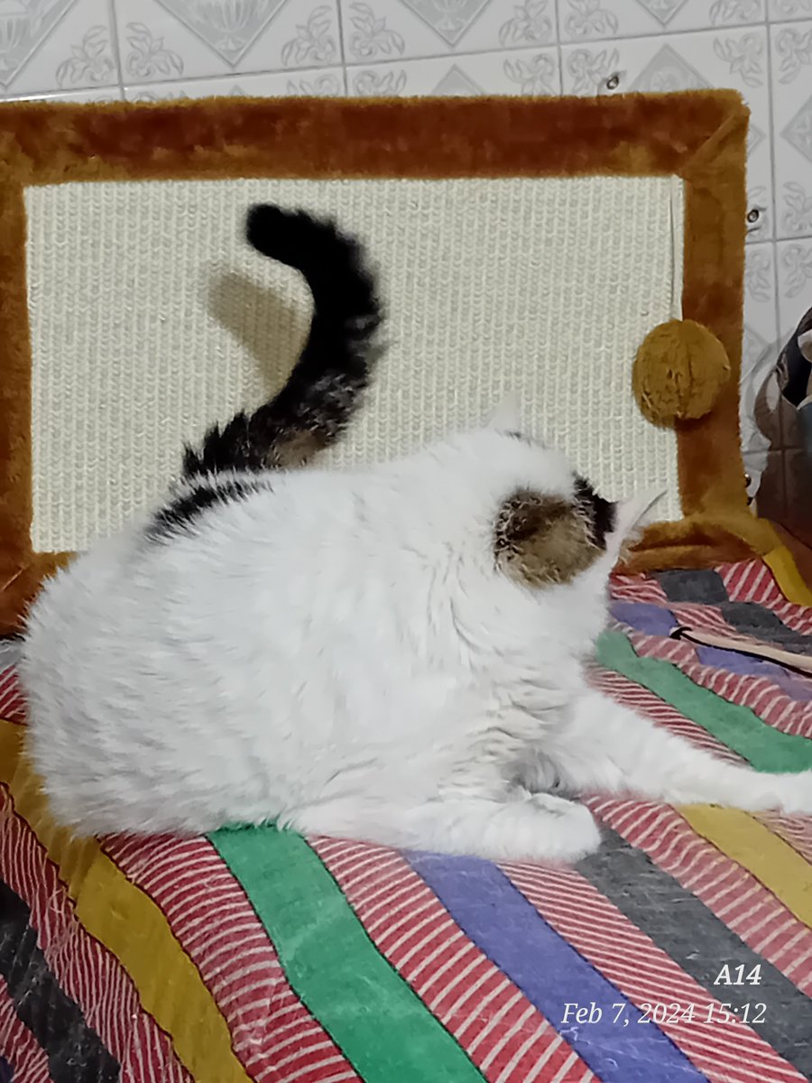 lbte4's tweet photo. He makes drawings 
                 with his tail
                    ^_^

#CatsOfTwitter 
#hellofriends 
#DropCat https://t.co/W84xG2ROlW