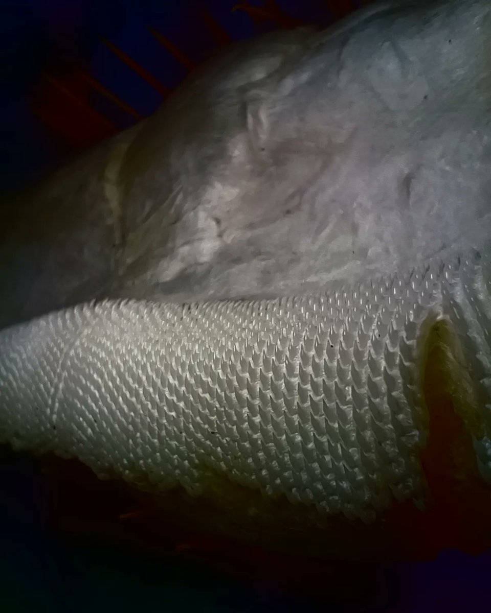 X.T Reptiles & Specimens Studio tweet media