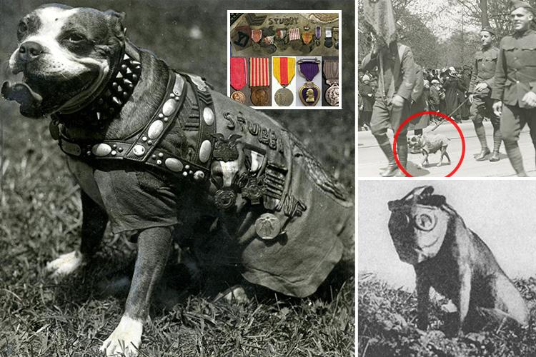 🇺🇸Lady Vet tweet media