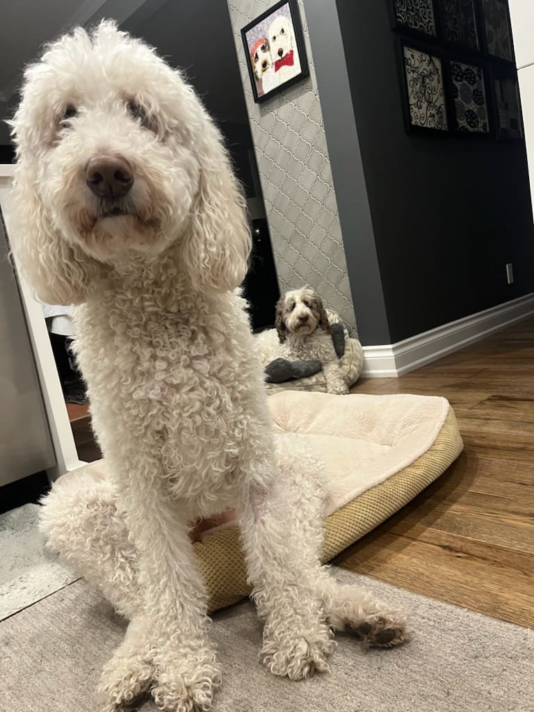 DoodleNessa's tweet photo. While at the dog park...
Hey - I can't find you on twitter!
Macie: I know, I found you first + blocked you...
#DoodleProblems
#DogsOfX https://t.co/0quj6O5tH4