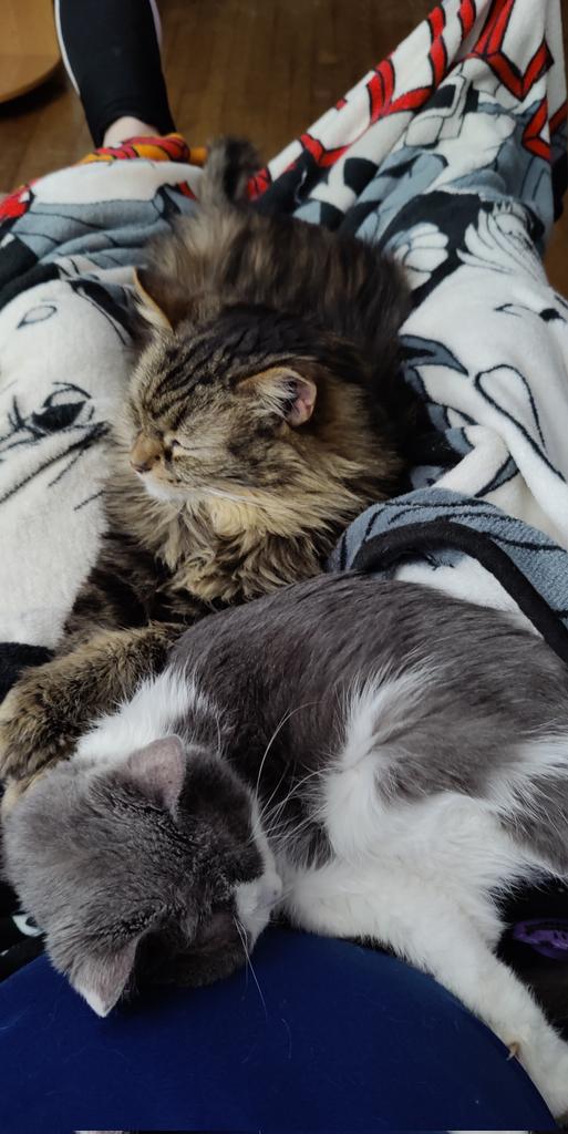 RevanMarkov's tweet photo. @ericafett My boys https://t.co/h6CgHamWI9