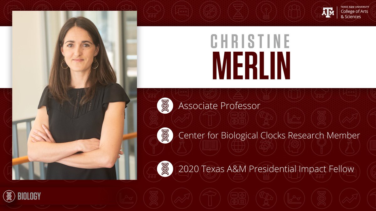Today is #FridayFacultySpotlight, and we're highlighting Dr. Christine Merlin! Dr. Merlin is a Center for Biological Clocks Research member and a 2020 Texas A&amp;M Presidential Impact Fellow recipient. We're so thankful to have Dr. Merlin as part of our awesome staff! 👍 🍎