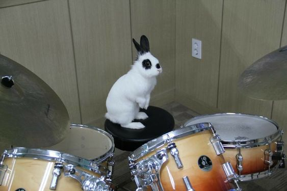 Bunnies tweet media