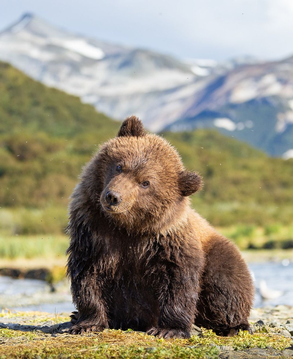 SharingAlaska's tweet photo. Making friends with the locals in Alaska! š» #Alaska
#SharingAlaska by sylerpr
#alaskawildlife #alaskabears #nationalpark https://t.co/DqTtAhd1dA