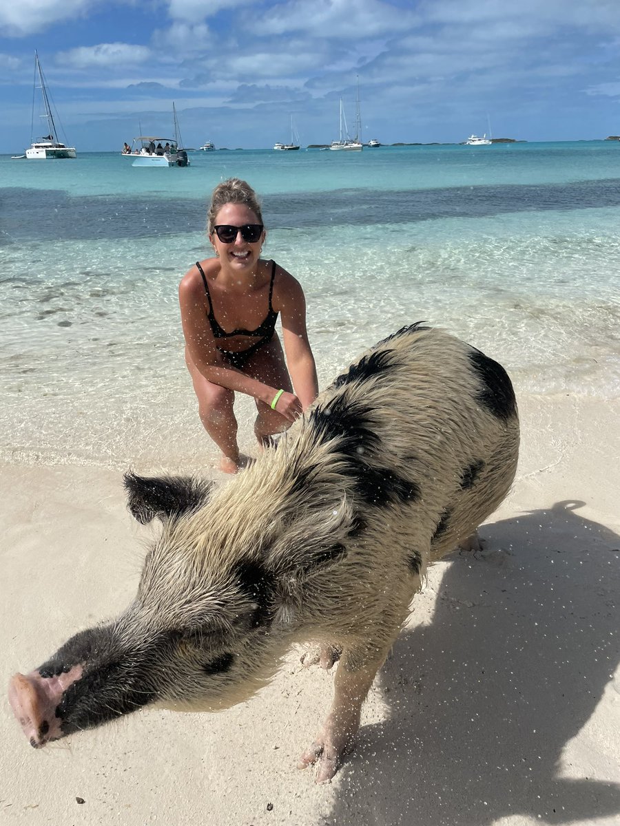 pay the money to swim where the pigs shit and swim #tourist #bahamas