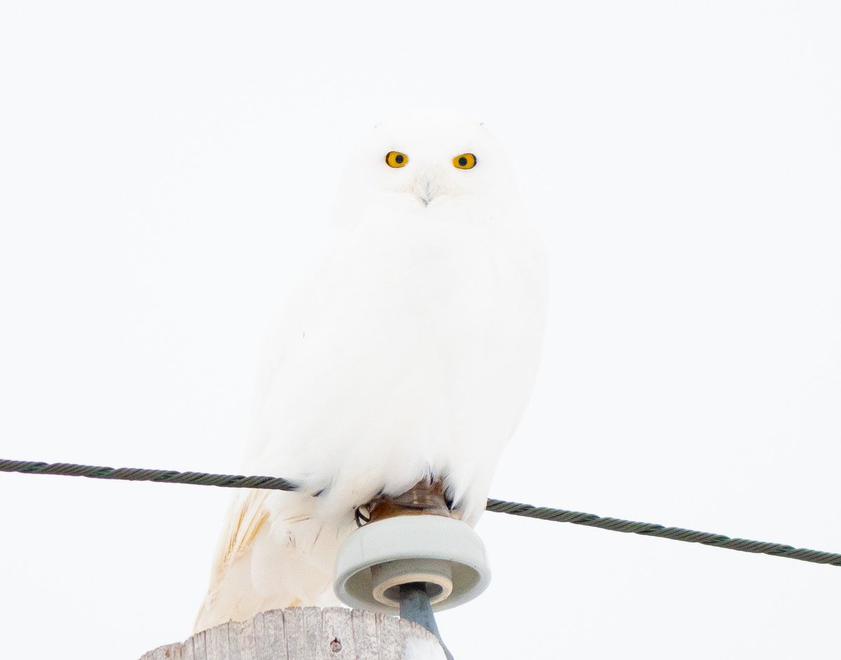 mrophiophagus's tweet image. One of the whitest males I have seen until now. From a distance, I couldn&apos;t even tell that there was an owl on the pole. As I got closer I saw the beautiful eyes and realized it was a Snowy owl perched on it&apos;s prime habitat looking for some mid afternoon snacks 

Snowy Owl