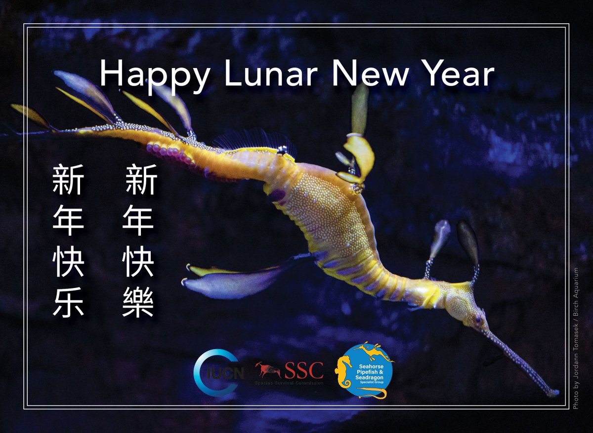 IUCN Seahorse, Pipefish & Seadragon tweet media