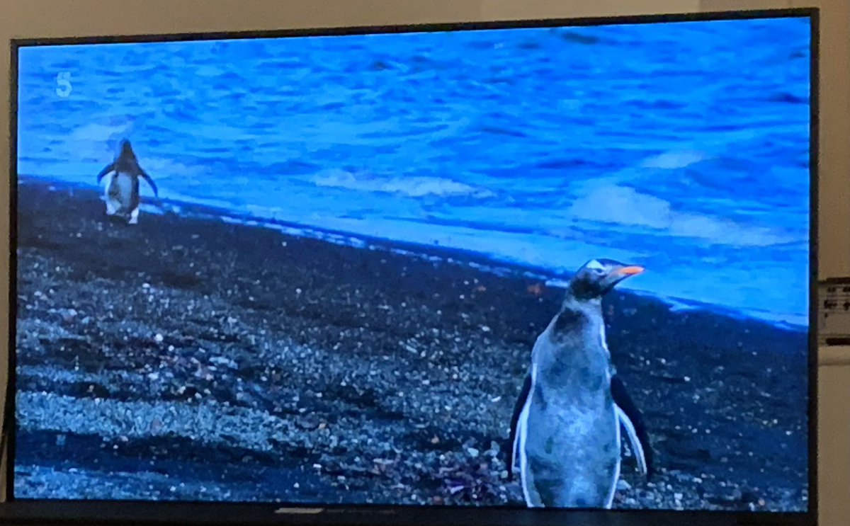 SUSIE1932's tweet photo. @SusanCalman Looks like you had a great time on your Antarctic cruise. And you made some new friends!      ❄️🥶🐧🐧#cruise #Antarctica #cruisingwithSusan https://t.co/iBkSjMA2Vg
