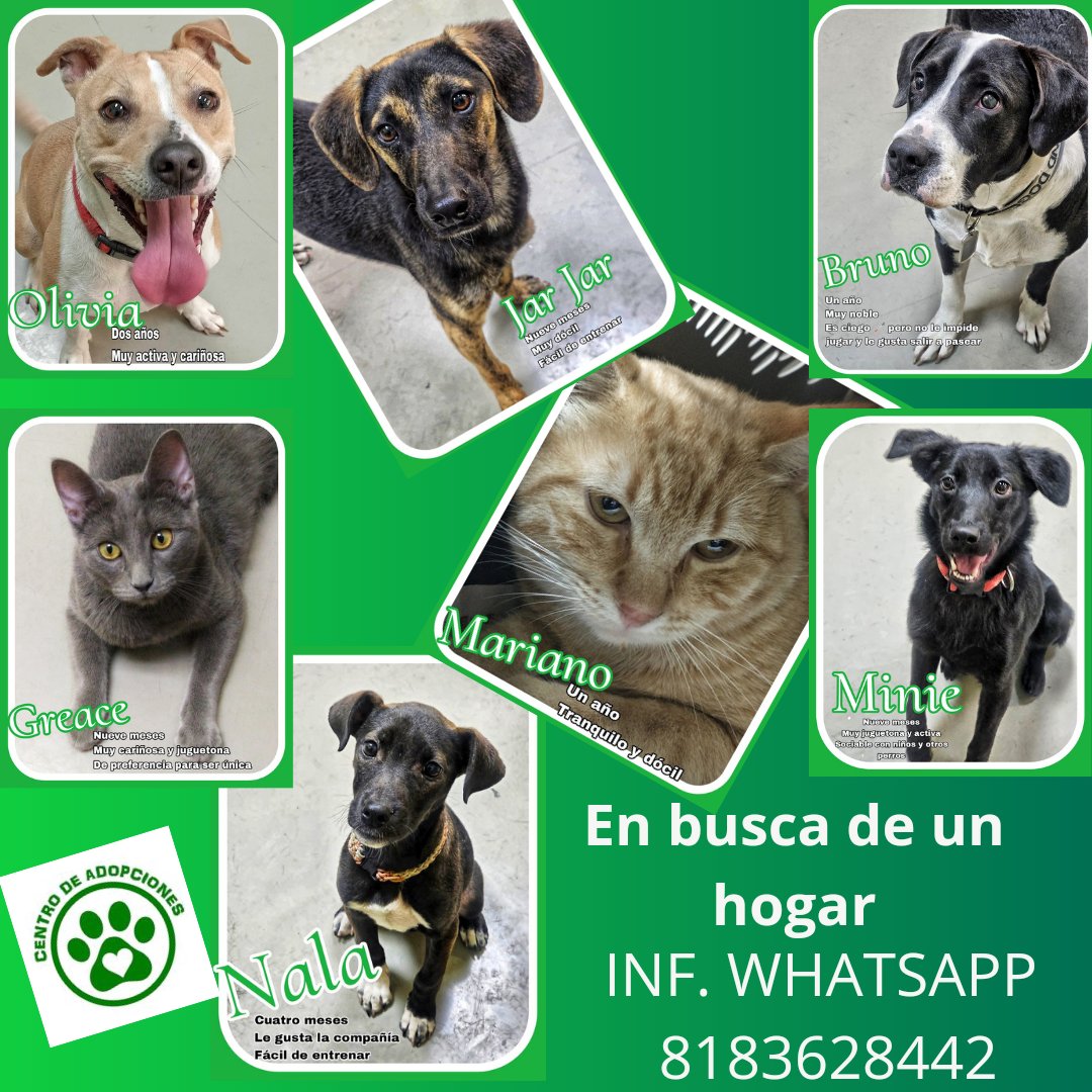 Ven este SÁBADO de 9:30 a 12:00 y DOMINGO de 2:00 a 6:00 pm al área de adopciónes de PETCO GARZA SADA y conoce a tu futuro mejor amigo
Desparasitados esterilizados y vacunados INF. WHATSAPP 8183628441 <a href="/AVISOSMTY/">AVISOSMTY</a> <a href="/aztecacomunidad/">#ComunidadAzteca</a> <a href="/DistritoTec/">distritotec</a> <a href="/buscandoajunior/">Buscando a Junior</a> <a href="/alycemar64/">Alicia Martinez</a>