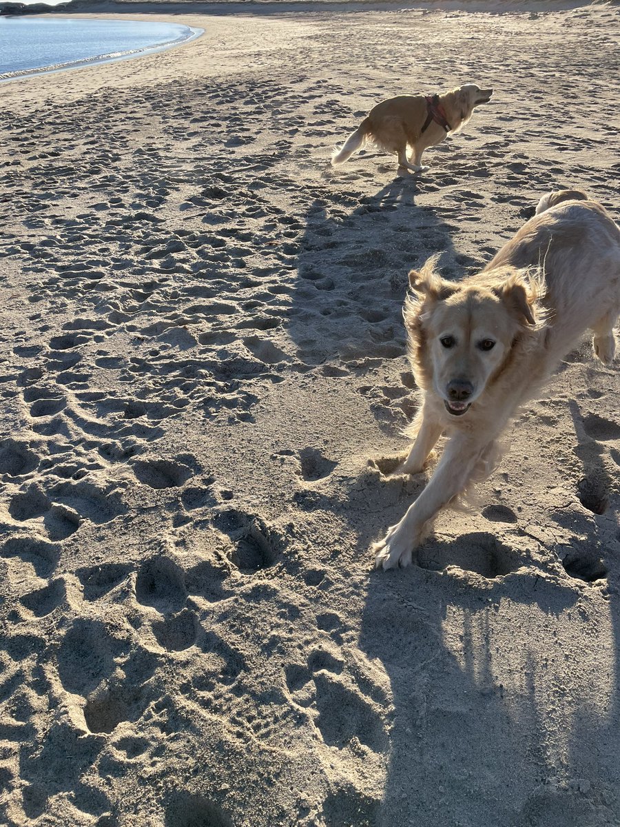 hare_karen's tweet photo. Omg the bestest beach day ever! Mom and Maggie’s mom got together and we had a playdate! We ran, we played and chased each other. Maggie even went overboard to show me how brave she is. We chewed sticks .We got lots of treats and I’m just the happiest boy. Life of Chum. https://t.co/wI0gqpjvvW