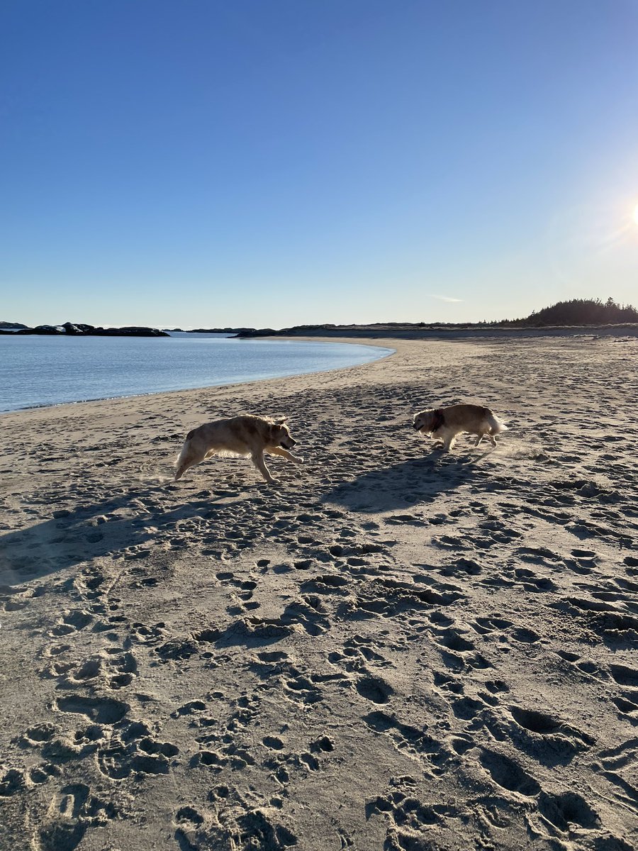 hare_karen's tweet photo. Omg the bestest beach day ever! Mom and Maggie’s mom got together and we had a playdate! We ran, we played and chased each other. Maggie even went overboard to show me how brave she is. We chewed sticks .We got lots of treats and I’m just the happiest boy. Life of Chum. https://t.co/wI0gqpjvvW