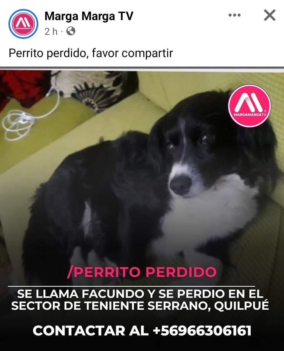 SOS_Animales's tweet photo. #IncendiosForestalesEnChile #Desaparecido @AnimalParaiso @BlanquitaMontt @callejeritosDLV @carolinapinoc @Chilena9772 @CsvChile @fucancl @Fundacion_CIMA @mascotalerta @NoticieroAnimal @kattykowaleczko @KarendTV @DanielVitis https://t.co/ytgrCy9OmI