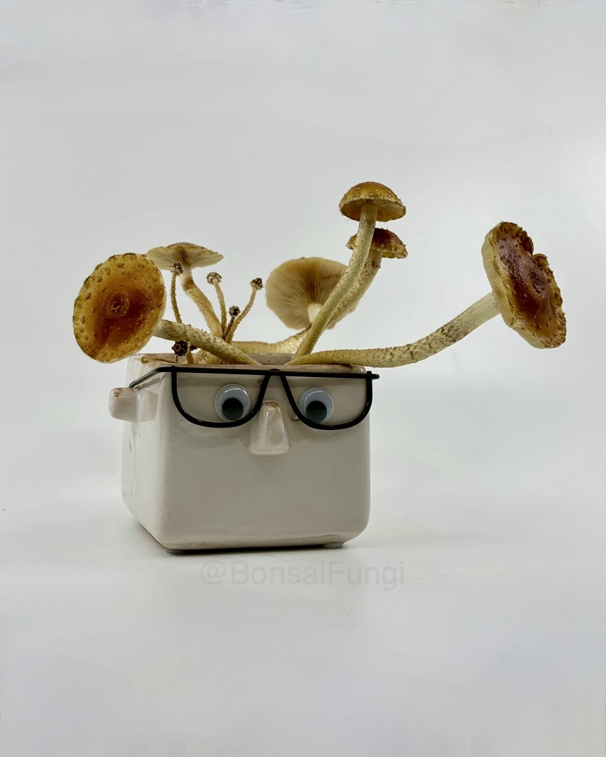 BonsaiFungi's tweet image. キノコとガラスの鍋

mushroom and pot with glasses

#bonsaifungi #mushroomart #bioart #livingart #fungi #fungifriday