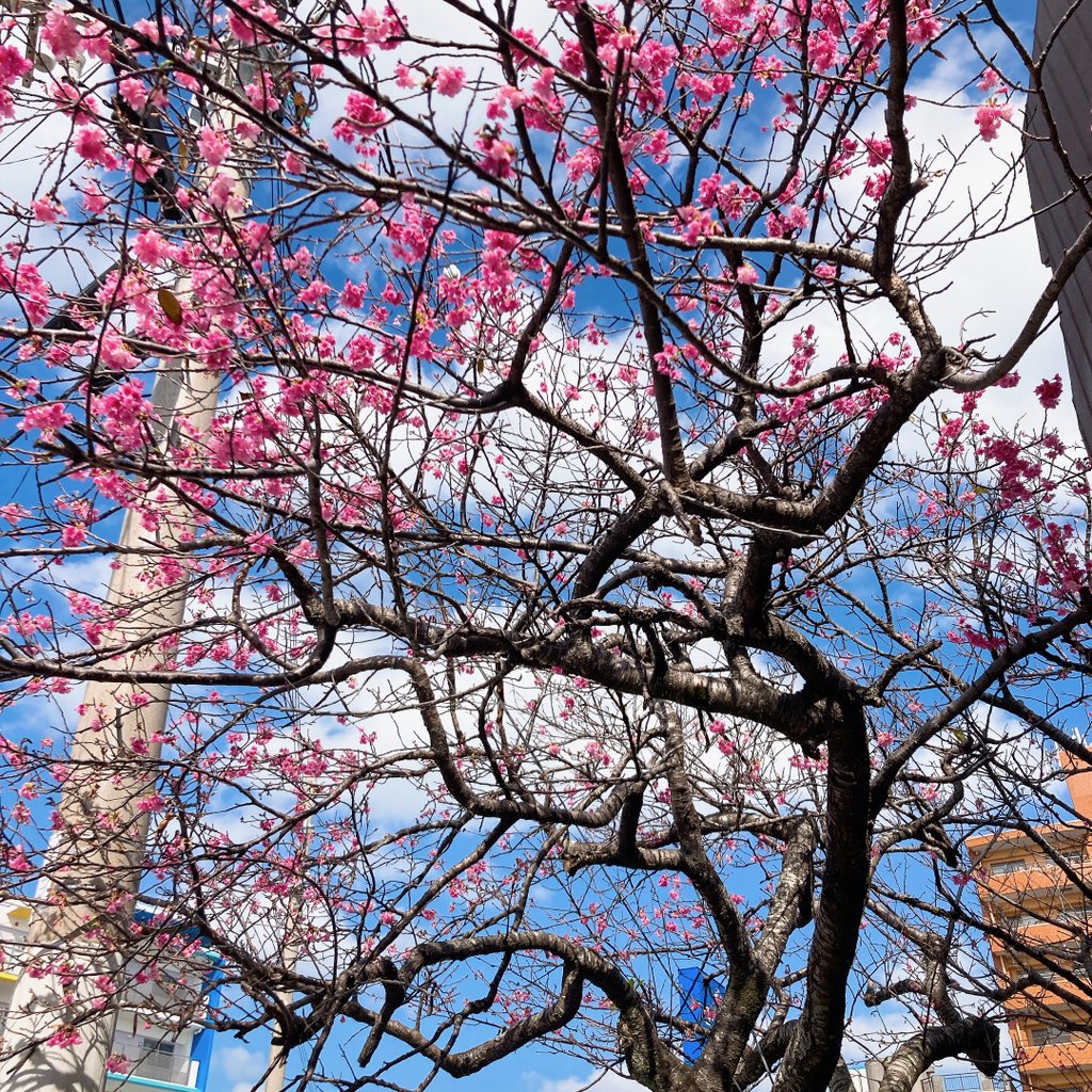 「桜咲いてました 」|ウラベ_ロシナンテのイラスト