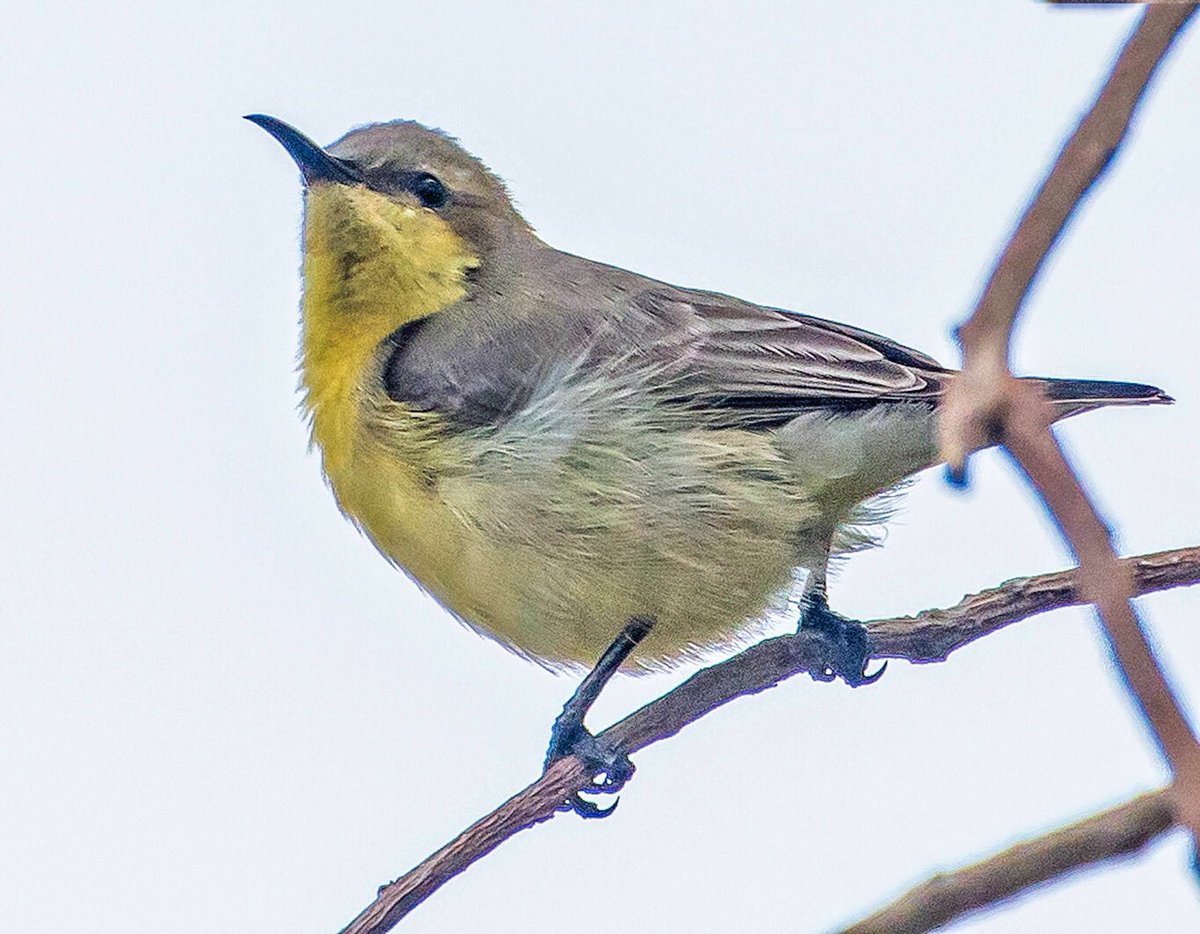 chandanaroy24's tweet photo. It’s sunbird season. The other day I saw at least 25 of them in a national park and they all seemed to prefer the indigenous trees to ornamental flowers. #BirdsOfUAE #PurpleSunbird #Babool #GhafTree #birdwatching #natgeoindia #BBCWildlifePOTD #ThePhotoHour #BirdsSeenIn2024 https://t.co/rjYJYavC95