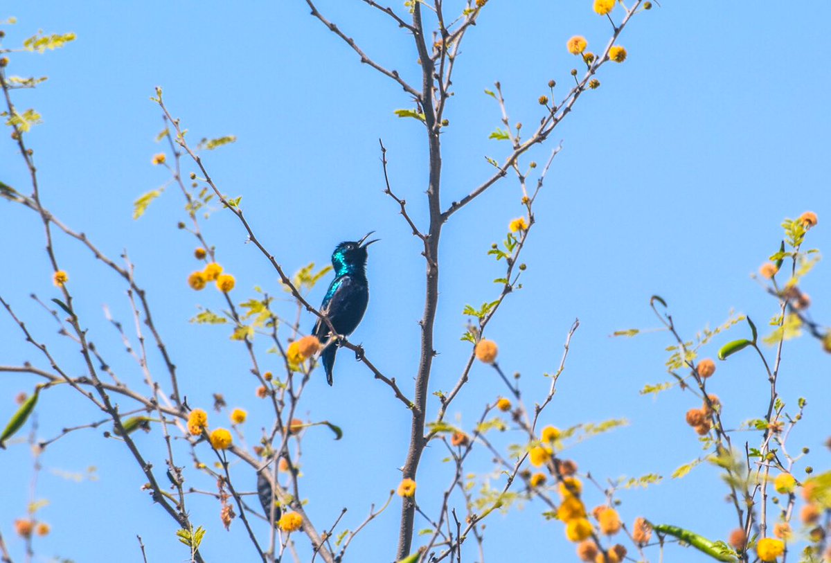 chandanaroy24's tweet photo. It’s sunbird season. The other day I saw at least 25 of them in a national park and they all seemed to prefer the indigenous trees to ornamental flowers. #BirdsOfUAE #PurpleSunbird #Babool #GhafTree #birdwatching #natgeoindia #BBCWildlifePOTD #ThePhotoHour #BirdsSeenIn2024 https://t.co/rjYJYavC95