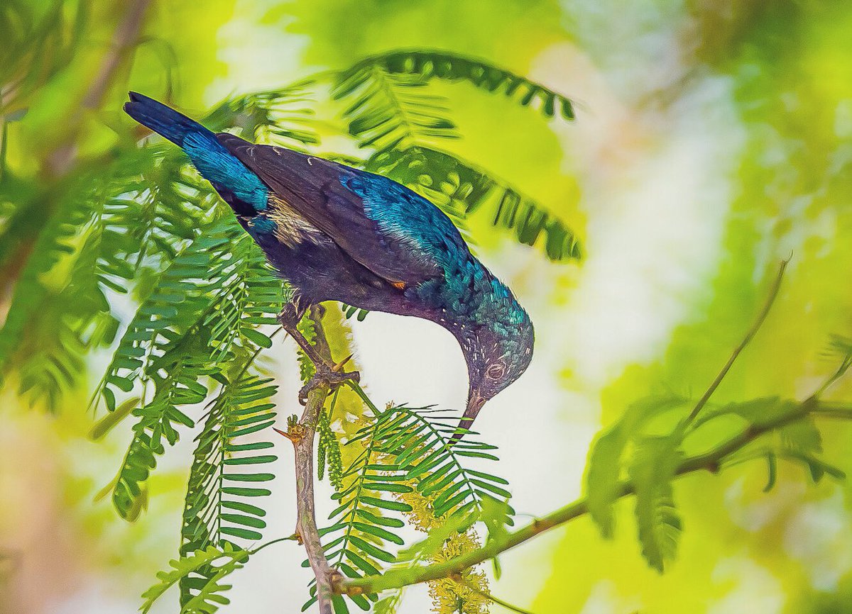 chandanaroy24's tweet photo. It’s sunbird season. The other day I saw at least 25 of them in a national park and they all seemed to prefer the indigenous trees to ornamental flowers. #BirdsOfUAE #PurpleSunbird #Babool #GhafTree #birdwatching #natgeoindia #BBCWildlifePOTD #ThePhotoHour #BirdsSeenIn2024 https://t.co/rjYJYavC95