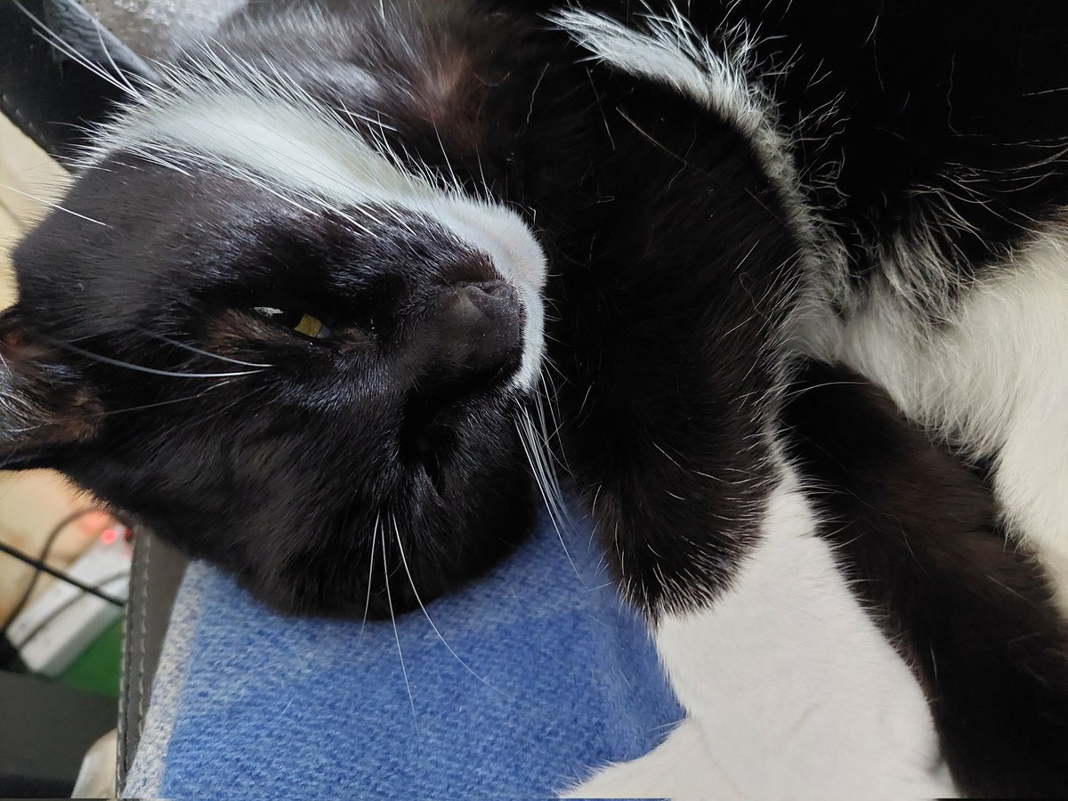 BlackCheckShirt tweet media