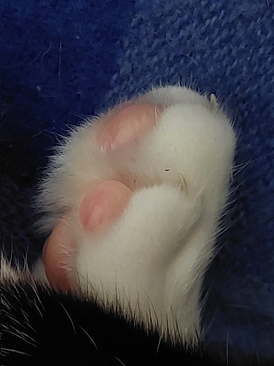 BlackCheckShirt tweet media