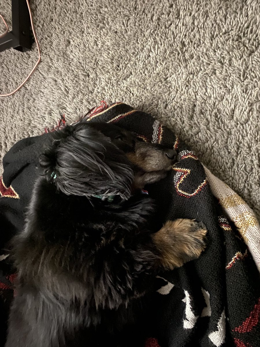 Sir Pickles says goodnight.