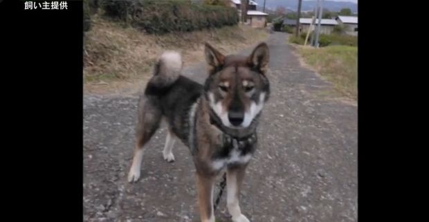 【発見】神奈川で“迷子”になっていた「四国犬」を無事に保護
news.livedoor.com/article/detail…

8日午後4時ごろ、散歩中の四国犬が、突然首輪から抜け出し走っていなくなり、行方がわからなくなっていた。警察などが探していたところ、きょう10日午後1時半ごろに発見、保護されたという。