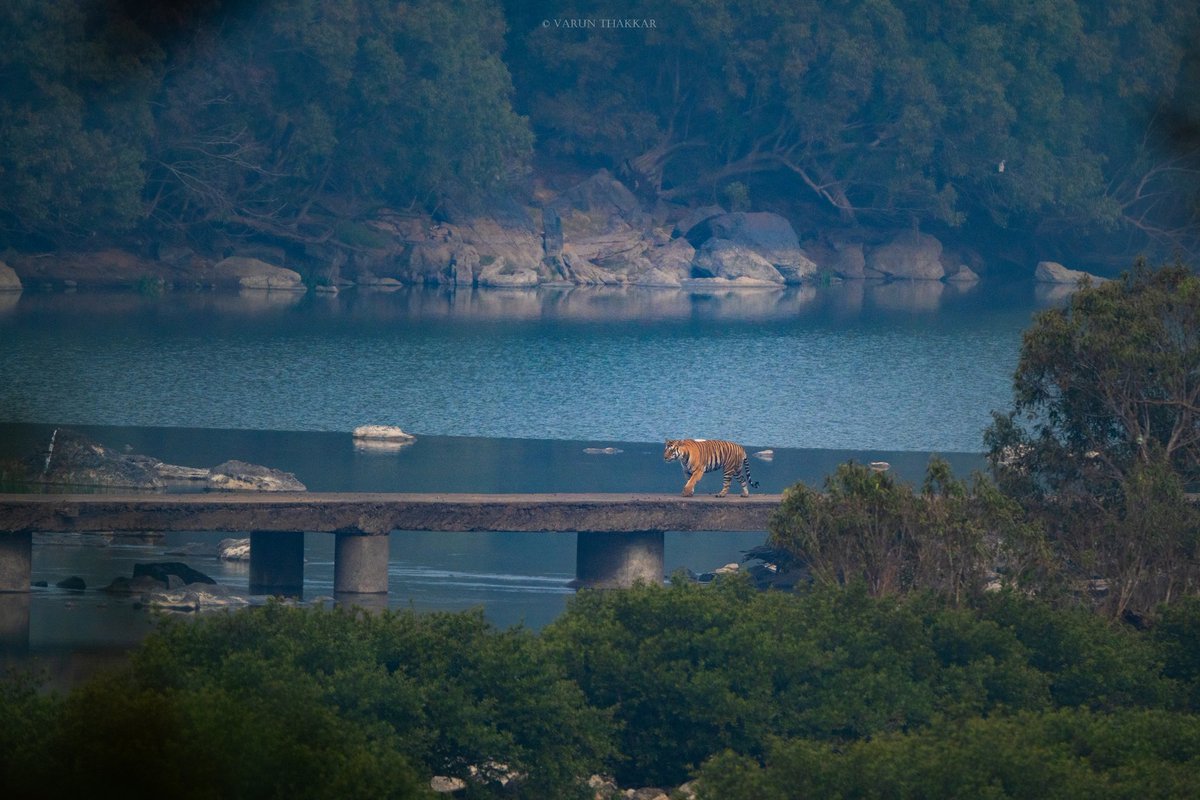 A majestic tiger graces the historic Chowkhan Bridge in Panna Tiger Reserve, Madhya Pradesh. Nikon z8 + 180-600. @MPTourism @PannaTigerResrv @sachin_rt