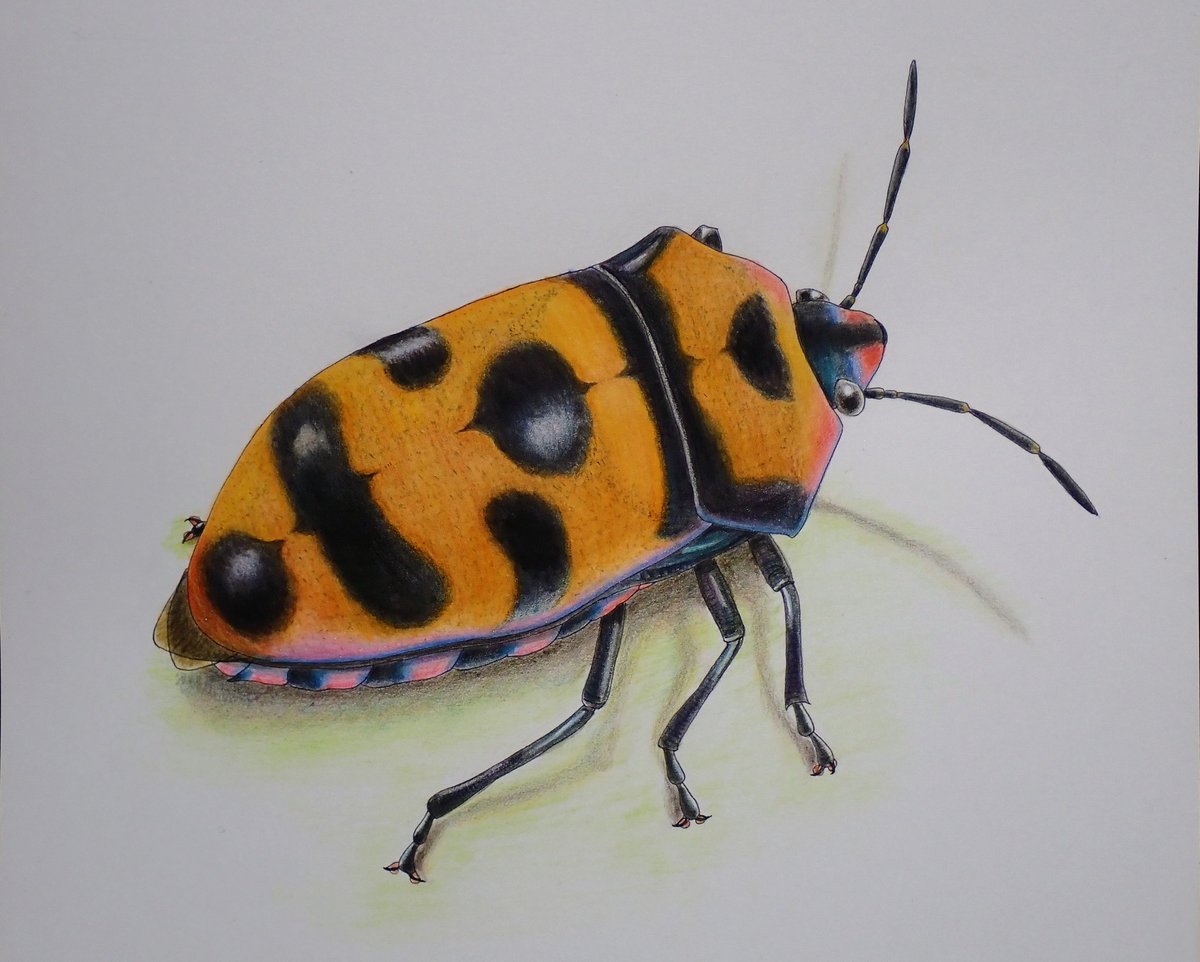 ゆってぃーページ ゆーページ スリクソン ZX ユーティリティ | アイアン | 製品