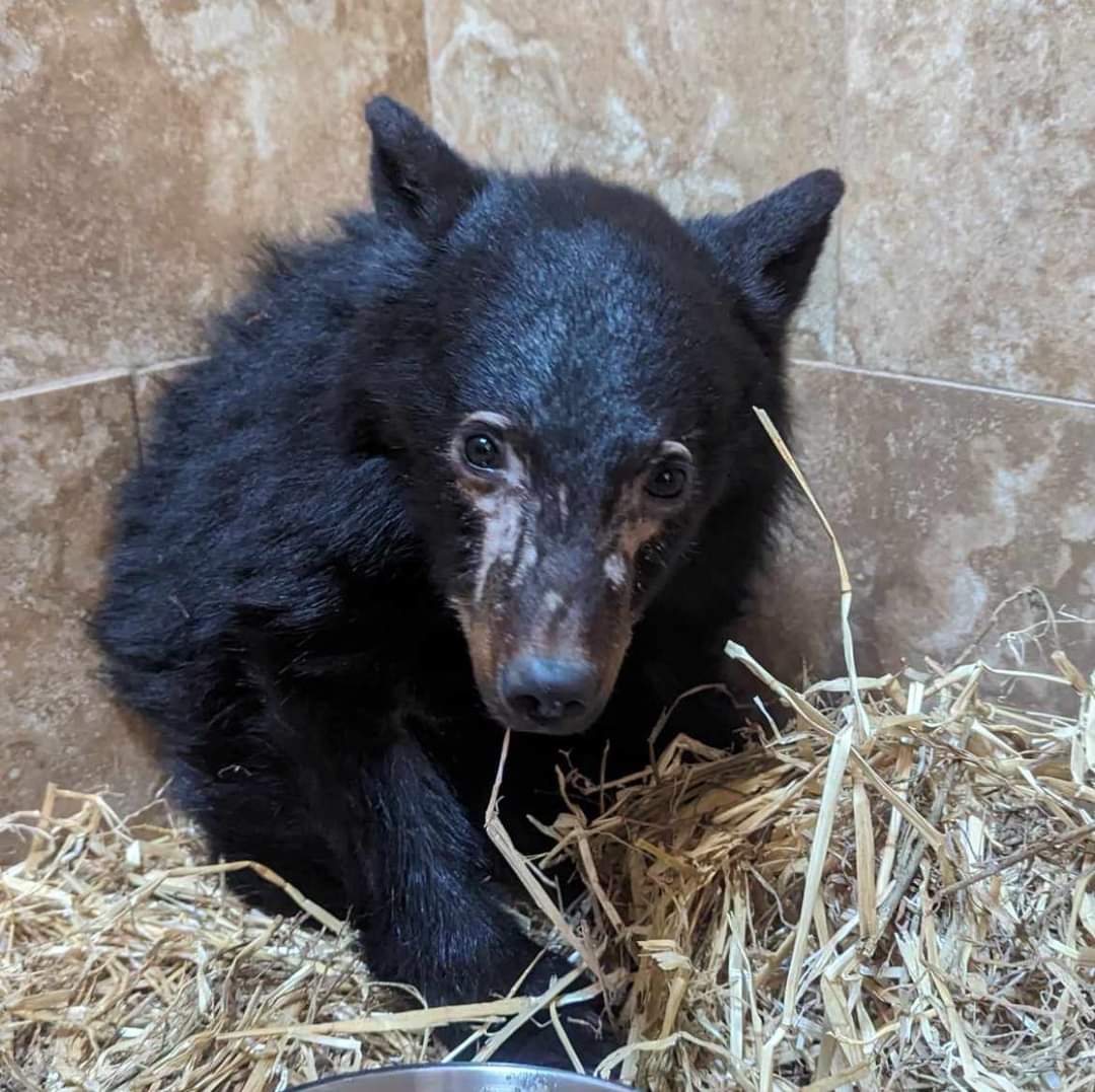 My friend called this little  orphan black bear found in Kitimat BC. I posted a Facebook link, so anyone interested in the rehabilitation of this black bear, can follow. 
Hats off to Northern Lights Wildlife Society.
wildlifeshelter.com/?m=1