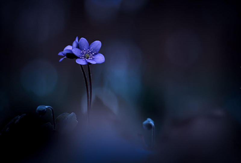 “The only journey is the one within.”              
           ― Rainer Maria Rilke