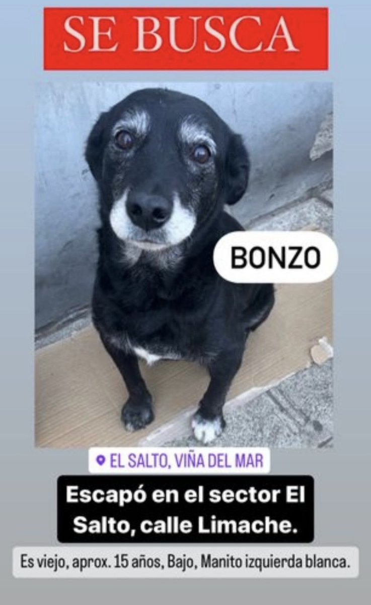 giovannademaria's tweet photo. A 1 semana de esta tragedia horrible, lo seguimos buscando. Nos ayudan difundiendo? 🙏🏻 #IncendioChile #ElSalto @AnimalParaiso @BlanquitaMontt @ZitaPessagno_ @MacaRipa @urrutia_sonia @carolinapinoc @vinadenuncia @Salvandopatit4s @otonista @KARENBEJARANOTV @K3LCALDERON @KikaSilvaS https://t.co/wgmc639pWR