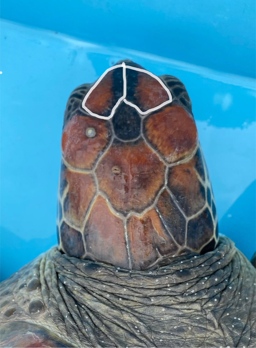 ウミガメ 剥製 額縁入り 海亀 タイマイ インテリア ※額縁に傷みあり