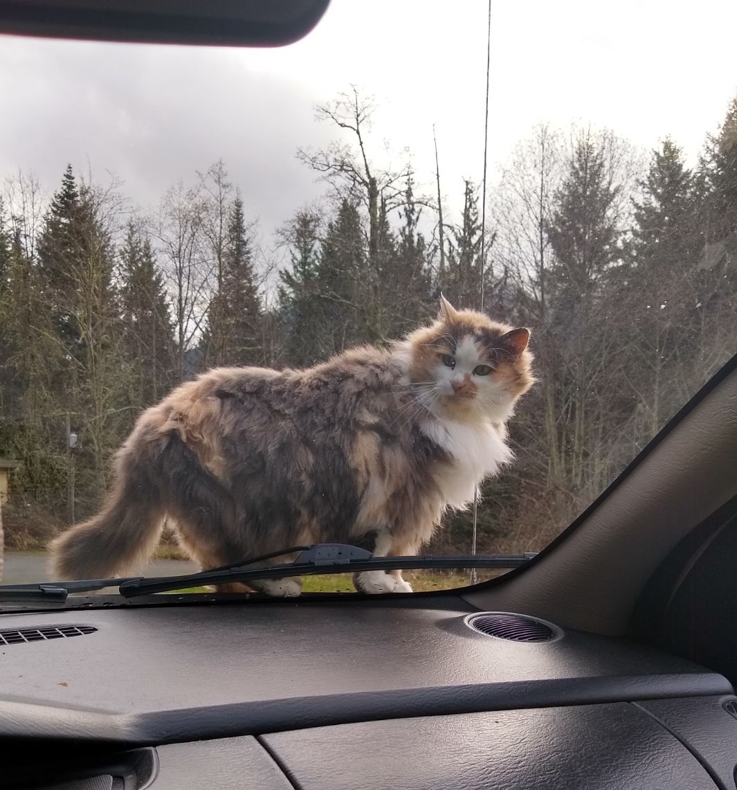 I think I've been letting Cleopatra watch too much #OPLive. This is how she now greets all visitors to our driveway. Someone pulls in and she jumps on their hood to see who it is. 😂 #firstshift #OPNation #guardcat