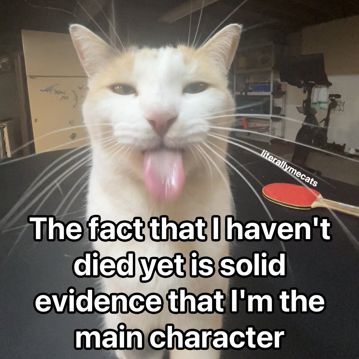 LiterallyMeCats (@literallymecats) on Twitter photo 