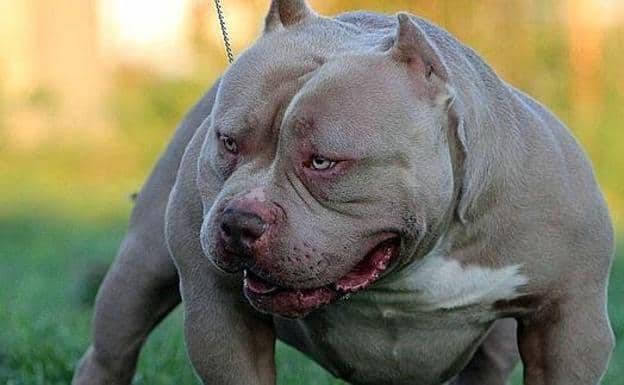 Mi vecinita tiene un perrito nuevo y hoy escuche que grito "osito veni" y yo mire por la ventana y osito era este