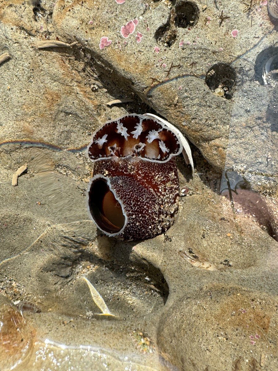 vel_mlml's tweet photo. TGIF! Have a good weekend, the VEL will be busy tide pooling in the #kingtide .. 🪸🌊 https://t.co/XhbKqTpWBv