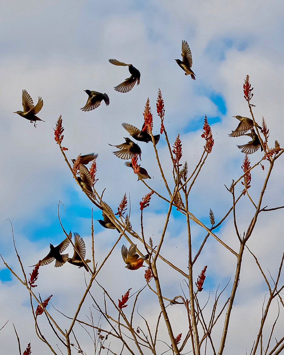 lapegpix's tweet photo. This afternoon, I came across this flock of birds frolicking and feasting on sumac berries, and definitely full of the Friday feels. Bon weekend, Everyone!
#birdsinflight #birdlovers #FridayFeeling https://t.co/IXXu2Odz8F