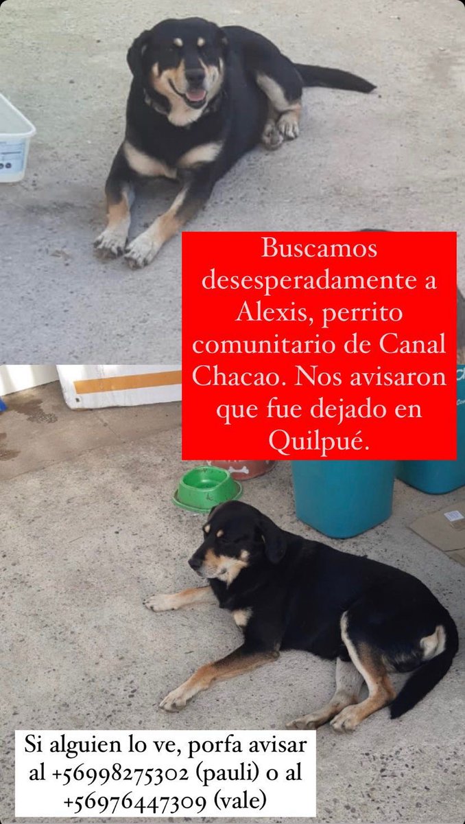 Aprovechando el milagro de Mika, les pido ayuda para encontrar al Alexis Sánchez, xfavor😭. Es un perri comunitario de Canal Chacao, perdido x el incendio, que fue visto x últ vez en Quilpué😔💔. RT plis <a href="/carolinapinoc/">Caro 🌲 C.</a> @Carito21Sa <a href="/XimenaAG70/">Ximena A.G</a> <a href="/AnimalParaiso/">AnimalParaíso</a> <a href="/BlanquitaMontt/">Blanquita Montt</a>
