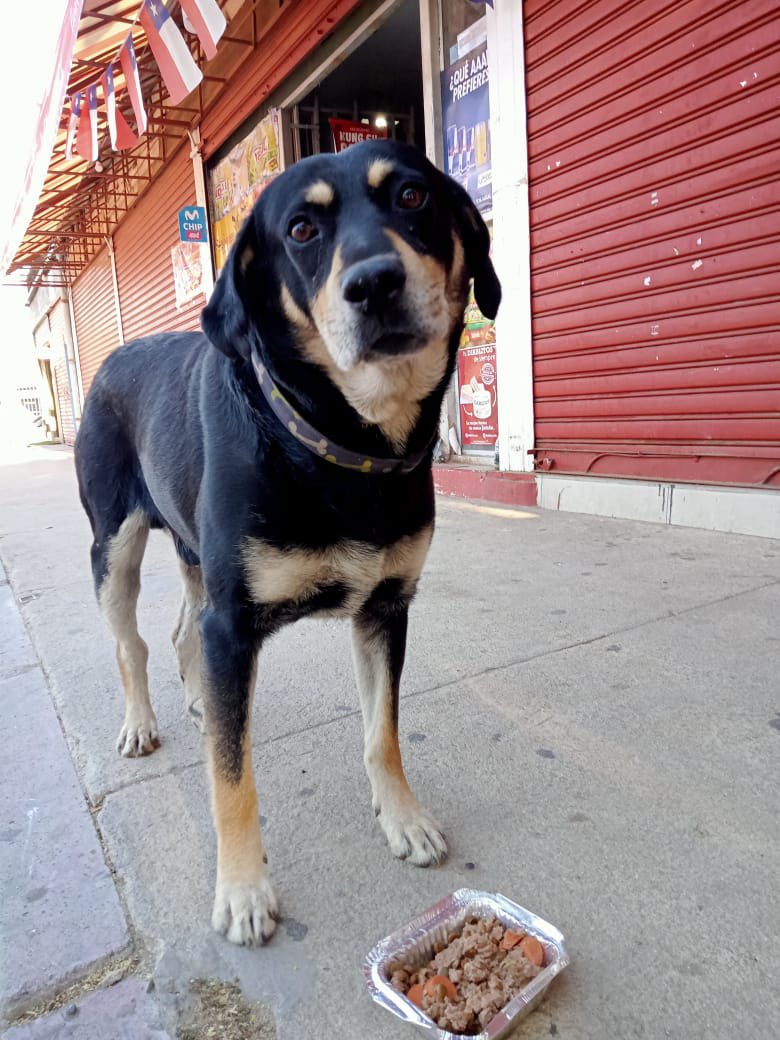 ilovedogs_vale's tweet photo. Aprovechando el milagro de Mika, les pido ayuda para encontrar al Alexis Sánchez, xfavor😭. Es un perri comunitario de Canal Chacao, perdido x el incendio, que fue visto x últ vez en Quilpué😔💔. RT plis @carolinapinoc @Carito21Sa @XimenaAG70 @AnimalParaiso @BlanquitaMontt https://t.co/BXdV9G6pxG