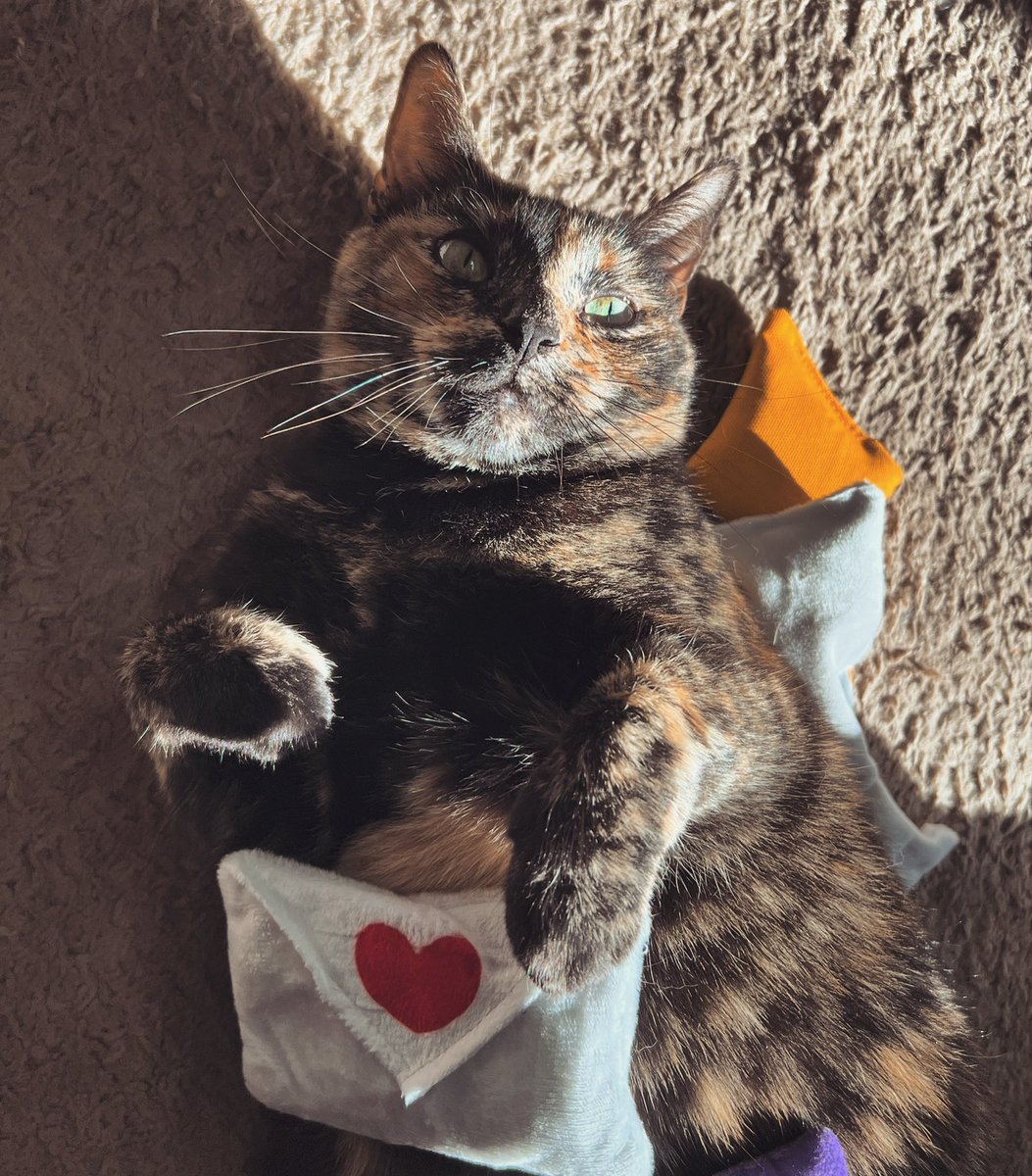 ButtersTheBean's tweet photo. All the boys be sending me love letters.
#cat #cats #catsofinstagram #catlover #love #lovecats #catlife #catlove #loveletters #valentine #cute #cutecat #fyp #kitnipbox #beauty #catphoto #catphotography https://t.co/HbohGvbsrx