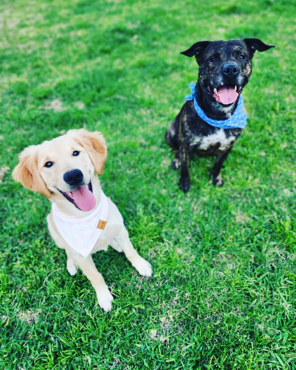 scarfandtail's tweet photo. Spring is coming, and we can feel it! ☀️⁠
⁠
@ Marley_Goldenretriever__ and their bestie are serving up pure smiles today and we're grateful for it! Visit our site to shop their bud's choice of our Azure Polka-Dot Bandana! https://t.co/htcxNK0G10