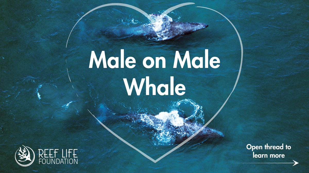 ReefLife911's tweet photo. On this enchanted Friday eve, let us explore the majestic realm of Male on Male #WHALES๐๐ฎ
Join us in uncovering the secrets of #GrayWhale Reproductive Strategies!โฃ๏ธ๐THREAD...โฌ๏ธ๐
#whalelove #whales #whalelover #WhaleBehavior #OceanLife #WhaleWatch #MarineScience #SaveTheWhales https://t.co/vkojoeDQ9U