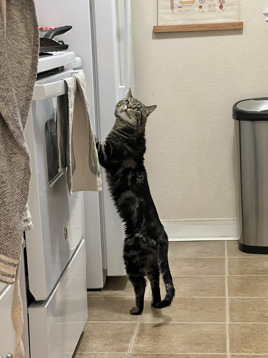 My cat has been caught red handed 🤦‍♀️ He’s looking around for food to steal