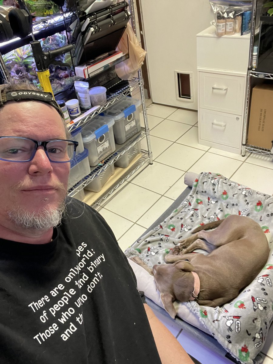 IsopodsAndMore's tweet image. Lelu has a new bed.  The cat even lets her use it sometimes. #dogs #isopodsandmore #livebioactive