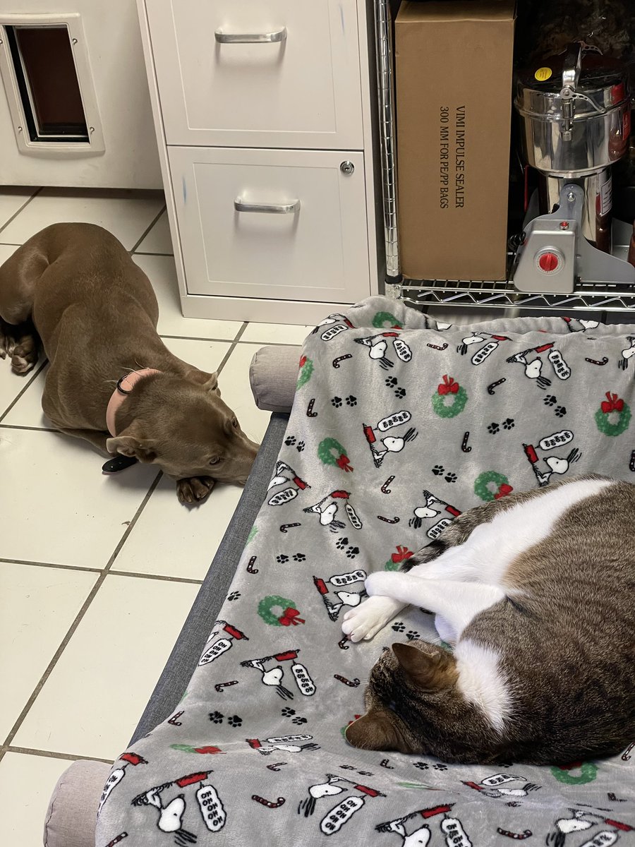 IsopodsAndMore's tweet image. Lelu has a new bed.  The cat even lets her use it sometimes. #dogs #isopodsandmore #livebioactive