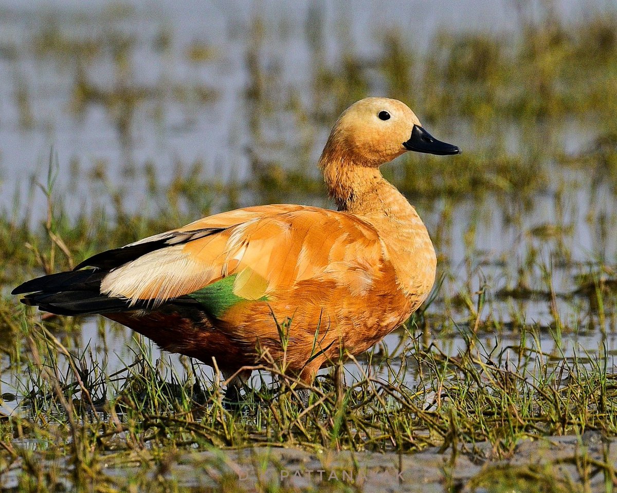 The beautiful Ruddy Shelduck (Tadorna ferruginea) is always so refreshing to behold. Photographed in the #Mangalajodi wetlands in #odisha #india. #IndiAves #ThePhotoHour #BBCWildlifePOTD #natgeoindia