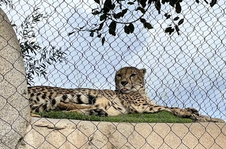 Field trip to the ⁦@sandiegozoo⁩ today! My kids did a great job, so respectful! Loved having some parents go too. Grateful for the beautiful experience with my students, the weather, & all the animals. #sandiegozoo #animals #tigers #chaseinnovators 🐅♥️ ⁦@ChaseTigers⁩