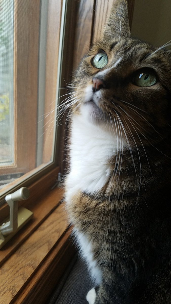 Annie-May Cosplay tweet media