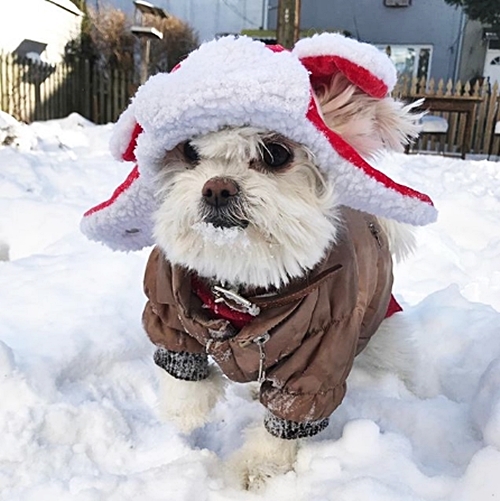 #FurryFriday:
#Coat #Coats #WinterCoat #Jacket #Parka #PufferJacket #ColdWeather #StayWarm #BundleUp #Dog #Dogs #DogsInCostumes #Maltese & #Pomeranian & #ShihTzu mix #Hat - Photo by newyorkdog 

Good night, all!
Enjoy the Snow but stay warm!